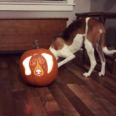 dog hiding behind a pumpin carved with their portrait.
