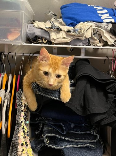 cat climbs on clothes hangers in closet.