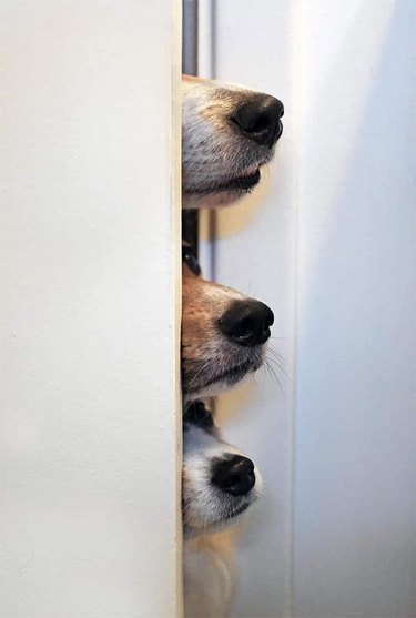 Three dog noses poking through a door