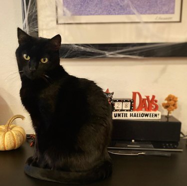 Black cat sitting on a tabletop with a sign behind that says, 28 days until Halloween.