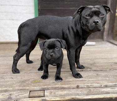 a black dog with a small black puppy.