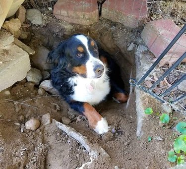 Dog sitting in a hole