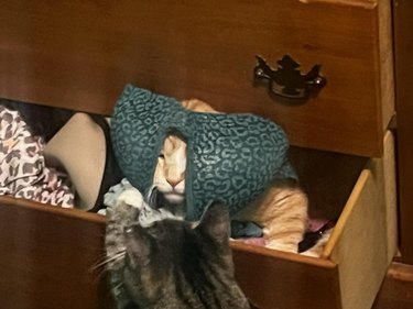 cat gets bra stuck on head.