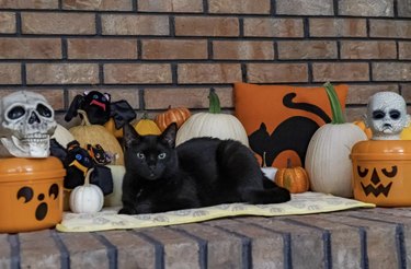 Cat on a brick fireplace mantle with pumpkins and spooky decor.