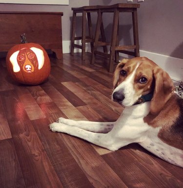 dog in front of a jack-o-lantern carved with their portrait.