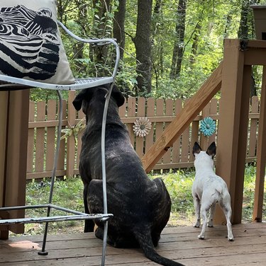 a big dog and small dog looking out on their backyard.