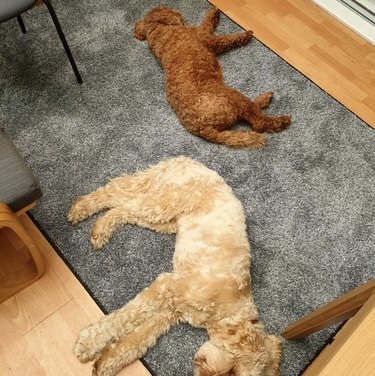 a big dog and a small dog lying on a gray carpet.