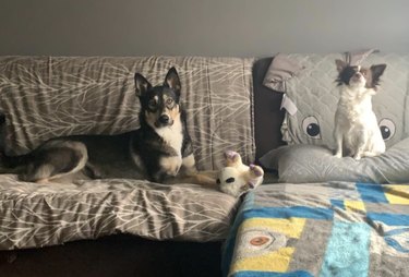 a big dog sitting on a couch with a small dog.