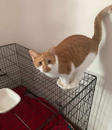 cat tries to climb on dog cage.