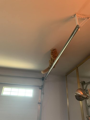 cat climbs onto garage door ceiling rails.