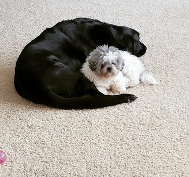 a black dog snuggled around a small white dog.