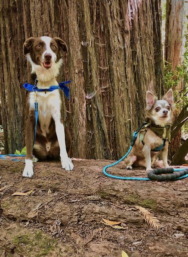 16 Dogs With Their Emotional Support Stuffies