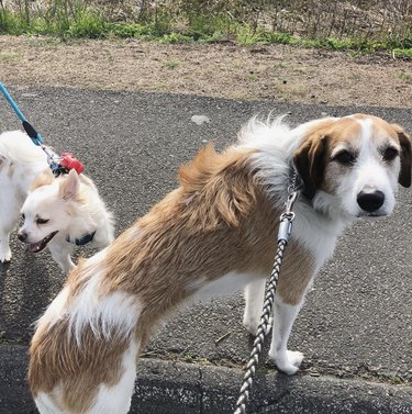 a big dog and a small dog on a walk.