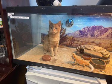 cat climbs into lizard terrarium.