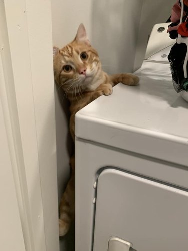 cat stuck behind washing machine.