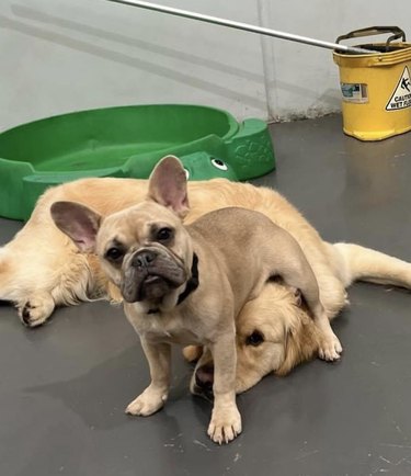 a small dog sitting on a big dog's head.