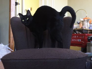 Black cat arching their back and matching the contours of a wavy-backed chair.