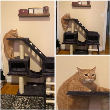 chonky cat struggles with cat tower.