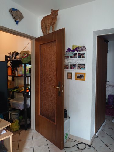 cat climbs onto door.