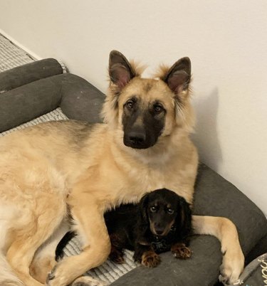 a big dog cuddling a small Weiner dog.