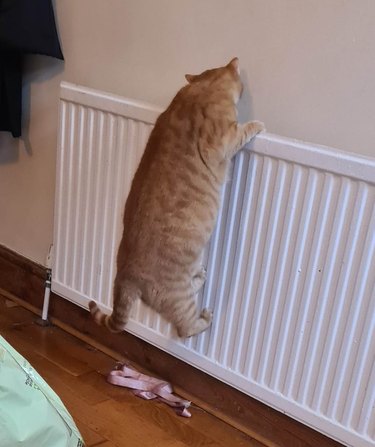 cat climbs onto radiator.