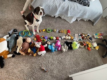 Dog posed with huge collection of toys