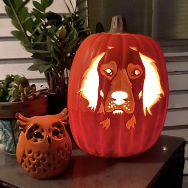 17 of the Coolest Pumpkins Carved Like Animals | Cuteness