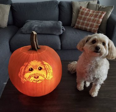Little white dog sitting on a tabletop with a jack-o-lantern portrait.