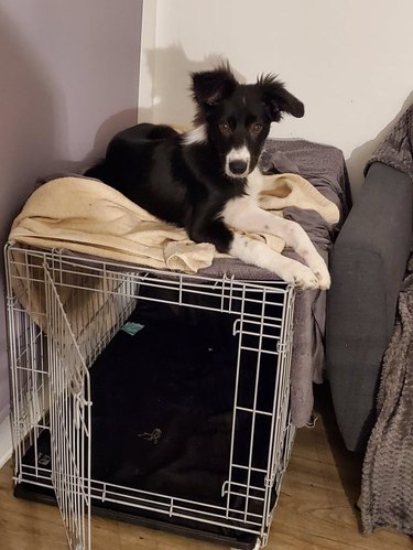 Dog sitting on top of crate