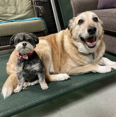 a big dog and a small dog sitting next to each other.
