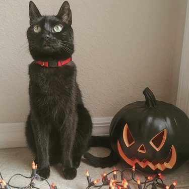 Black cat sitting next to a black jack-olantern and halloween string lights.