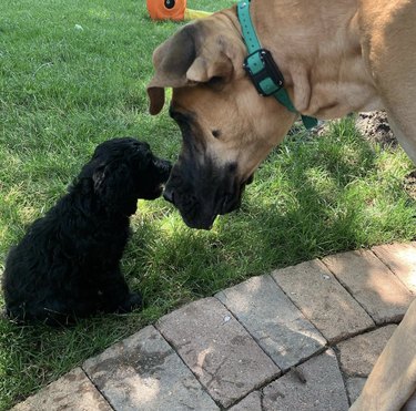 a great dane nuzzling a black puppy dog.