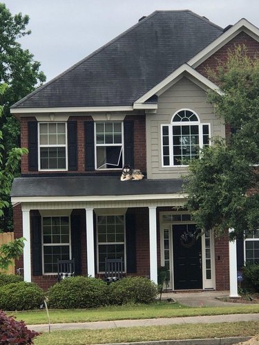 Dog sitting on roof of house