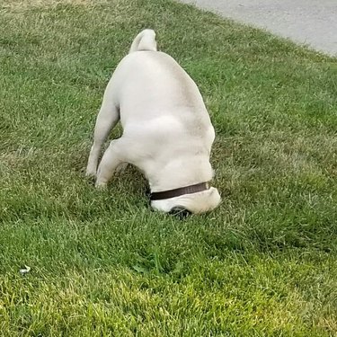 Pug with its face pressed flat against the grass