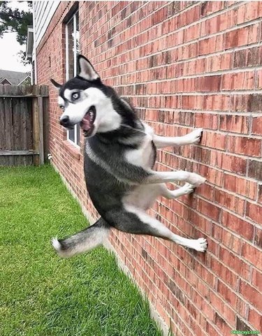 Husky rebounding off a brick wall