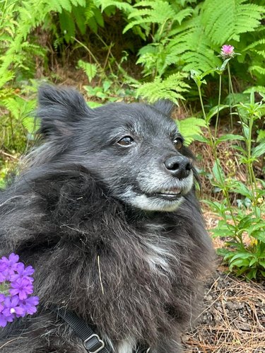 Small black dog looking stoned