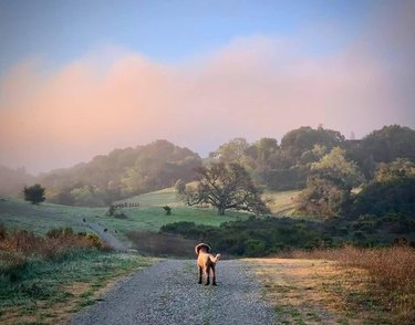 Dog standing on gravel road over rolling hills on cloudy day.