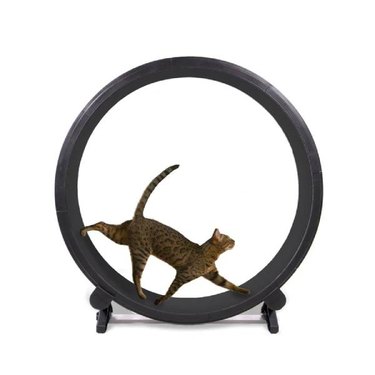 A bengal cat running inside of a black One Fast Cat exercise wheel