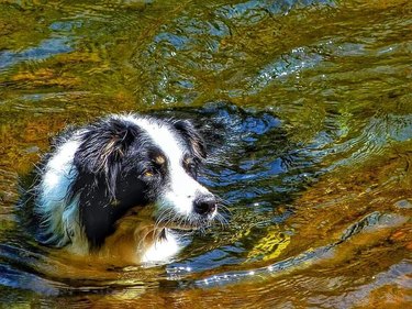 Dog wading in water.