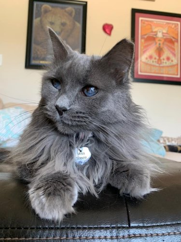 Gray cat with fluffy coat.