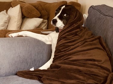 A dog is lounging on couch draped in brown blanket.