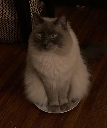 Fluffy cat sitting on a plate.