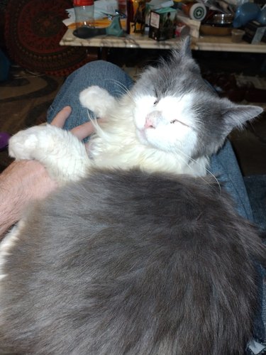 Fluffy kitten sleeps happily on person's lap.