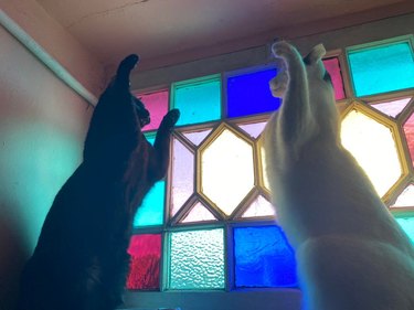 A black cat and a white cat rearing up on their back paws in front of a stained glass window.
