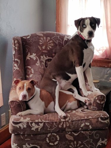 A dog is sitting on another dog laying in an armchair.
