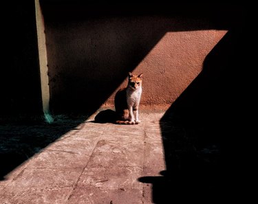 A cat is sitting in a defined strip of sunlight.