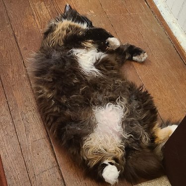 Fluffy cat looks like they're doing the Thriller dance on a hardwood floor.