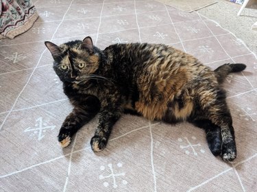 Fluffy tortoiseshell cat is on a rug.
