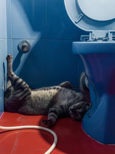 Cat laying on bright red bathroom floor next to sky blue toilet.