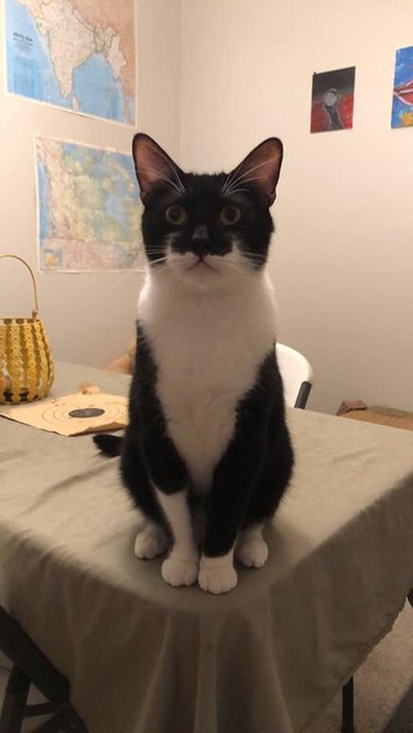 Fluffy black and white cat sitting on a table and resembles an orca whale.